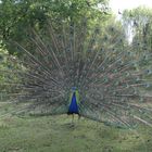 pfau1