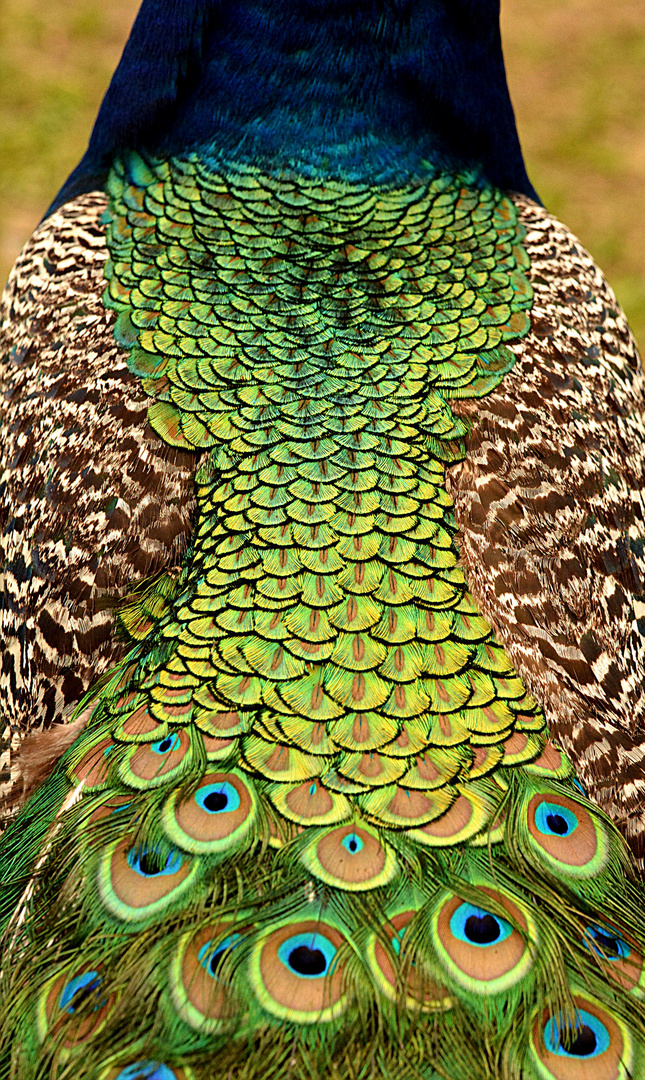 Pfau(1)