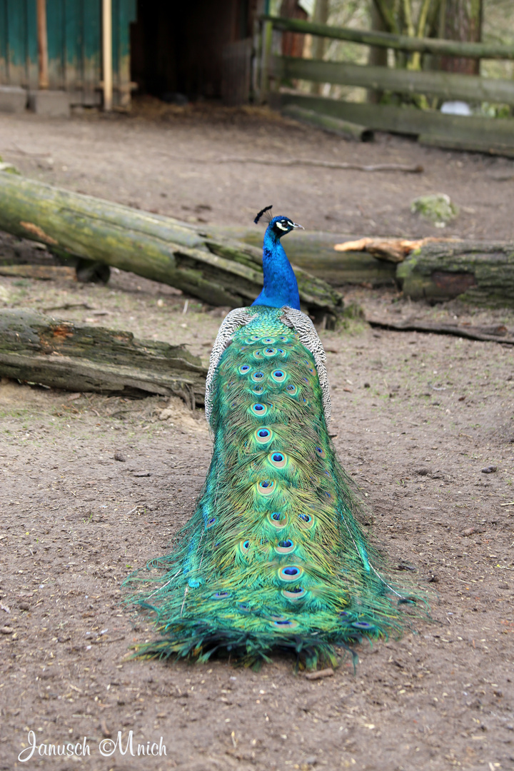 Pfau_2