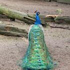 Pfau_2