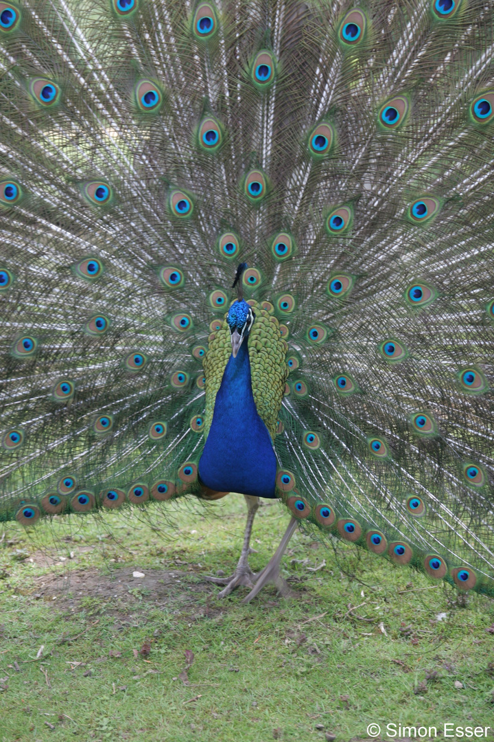 Pfau2