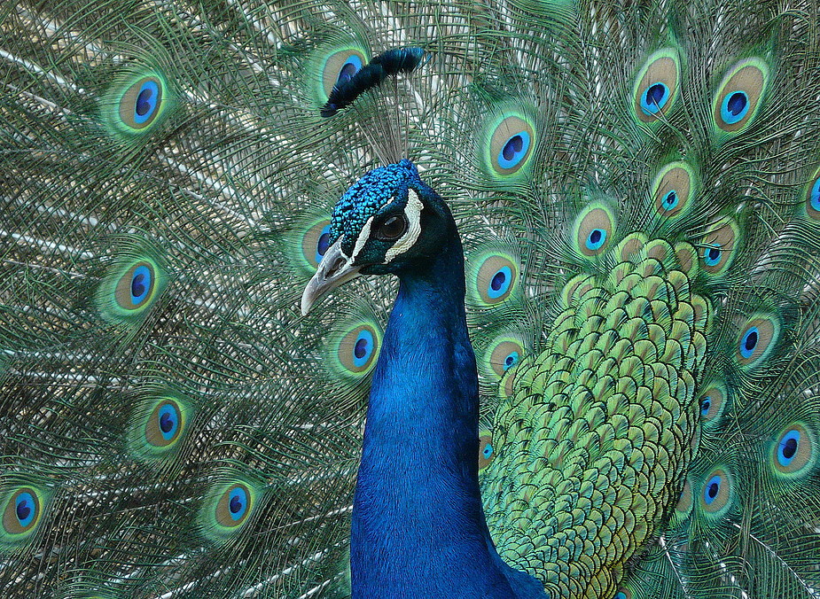 Pfau_2009