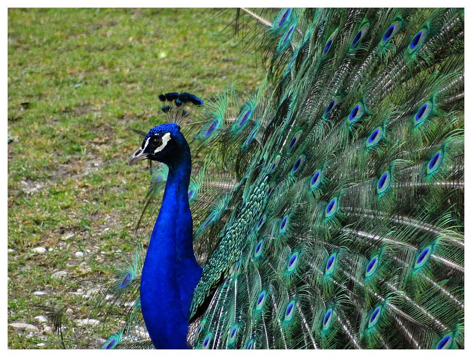 Pfau.blau