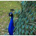 Pfau.blau