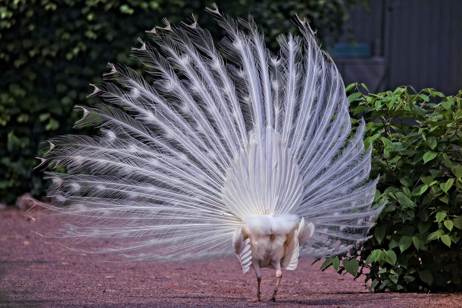 Pfau..die ganze Pracht