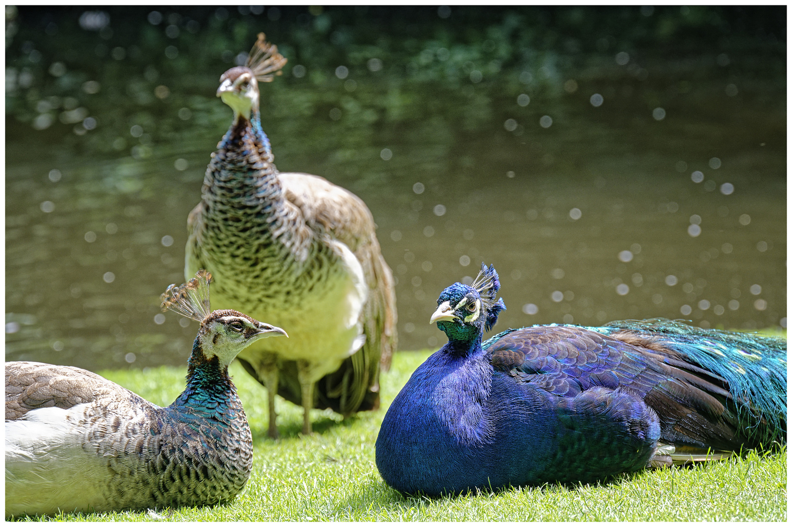 Pfaue in Schlosspark Jever