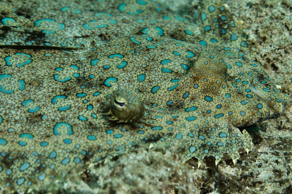 Pfauen-Butt, Bothus lunatus, Karibik