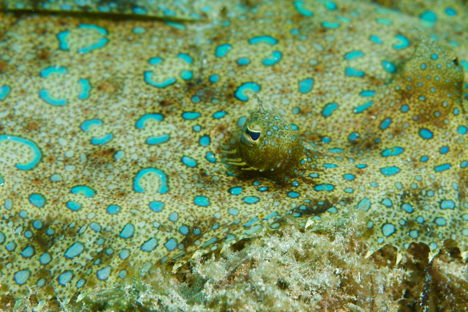 Pfauen-Butt, Bothus lunatus, Karibik