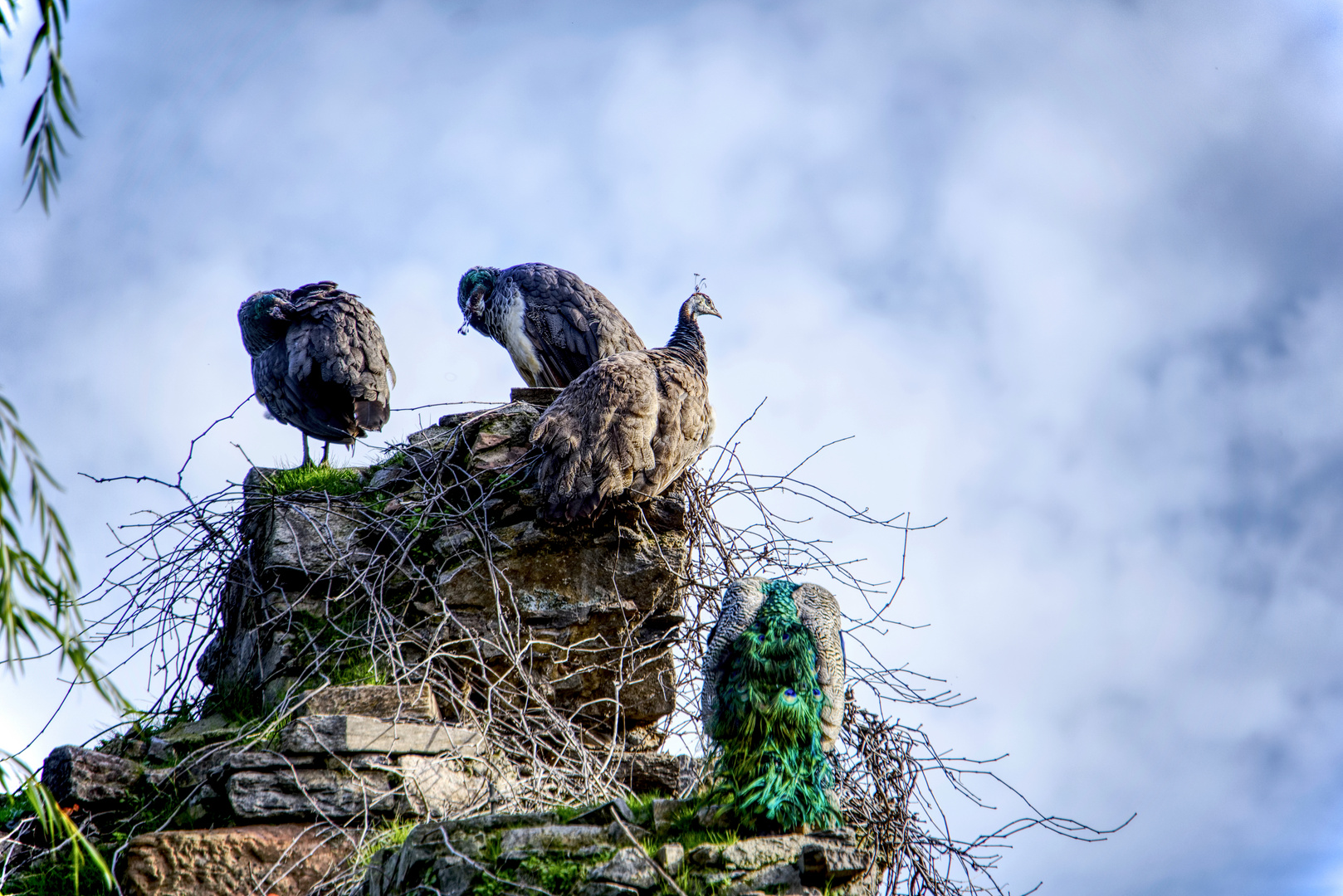 Pfauen (HDR)