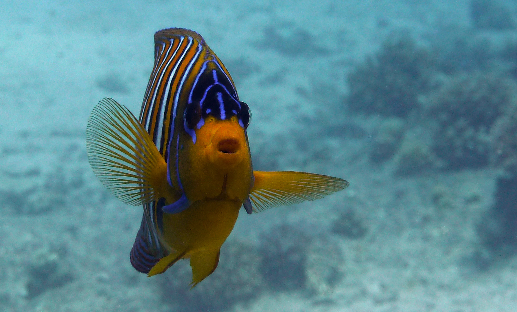 Pfauen Kaiserfisch