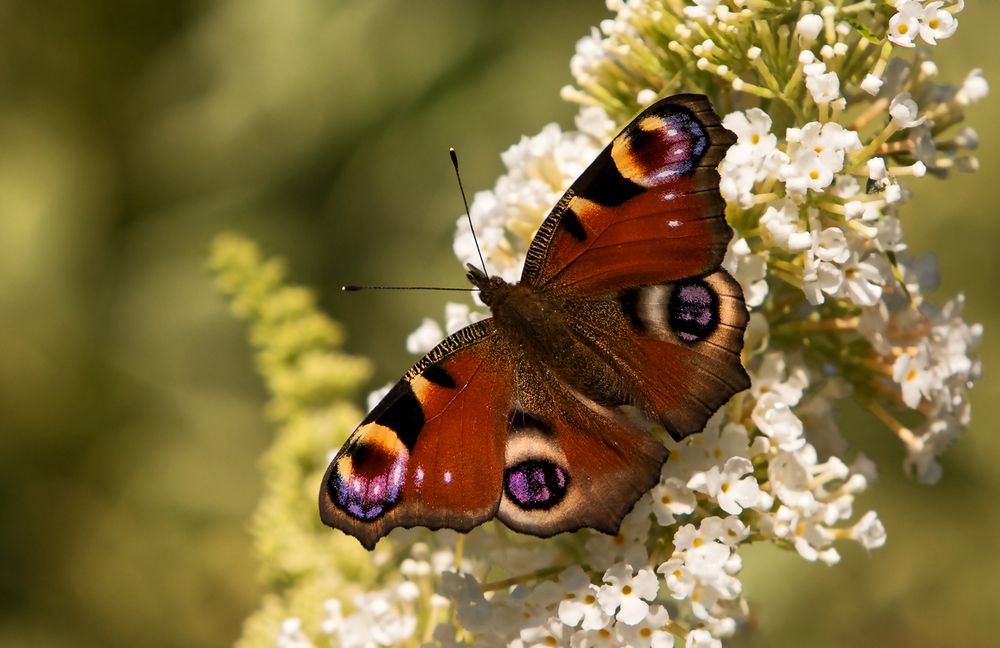Pfauenauge Foto & Bild landschaft, lebensräume, natur Bilder auf
