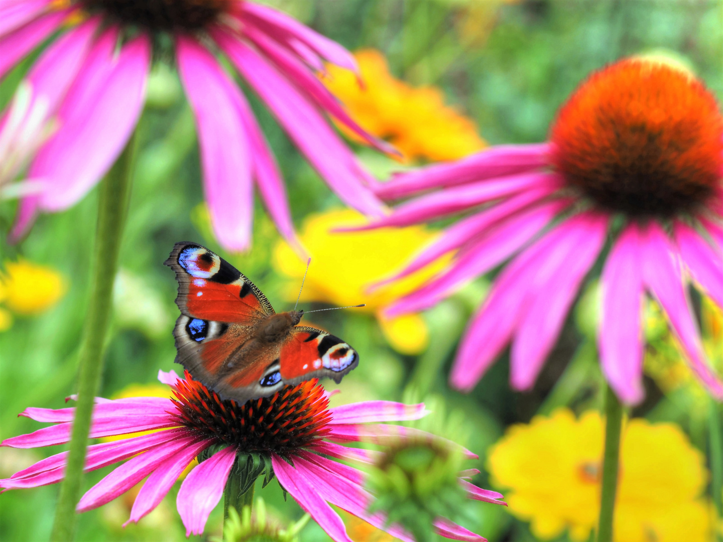 Pfauenauge - Aglais io - auf rotem Scheinsonnenhut - Echinacea purpurea