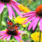 Pfauenauge - Aglais io - auf rotem Scheinsonnenhut - Echinacea purpurea