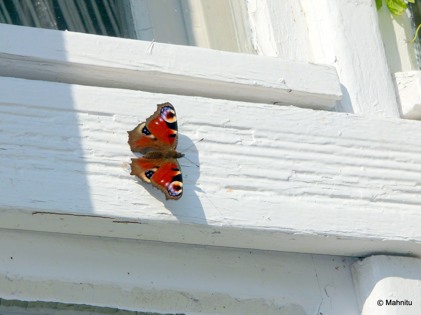 Pfauenauge am Fensterrahmen einer Gaststätte im Spreewald