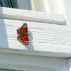 Pfauenauge am Fensterrahmen einer Gaststätte im Spreewald