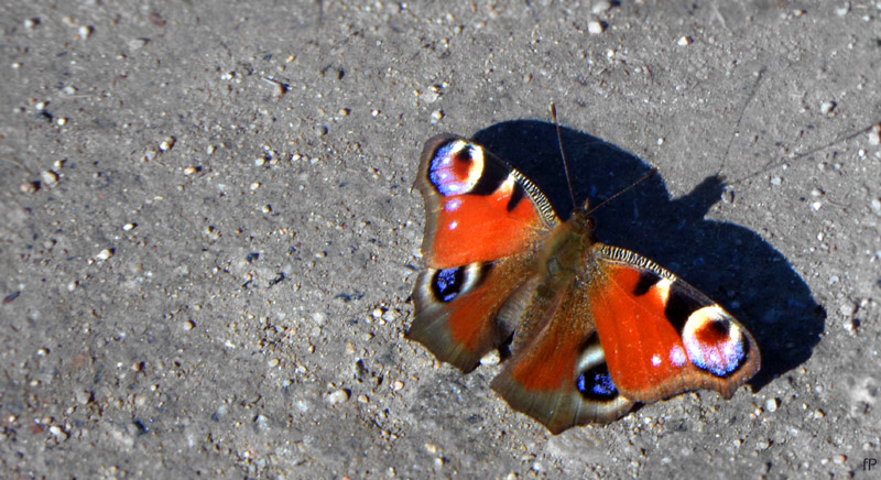 Pfauenauge am Wegesrand