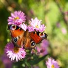 Pfauenauge auf Aster