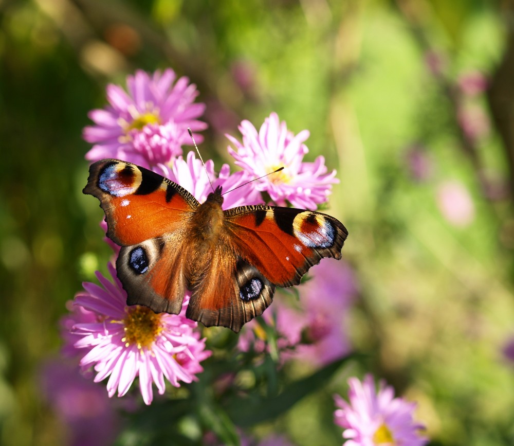 Pfauenauge auf Aster