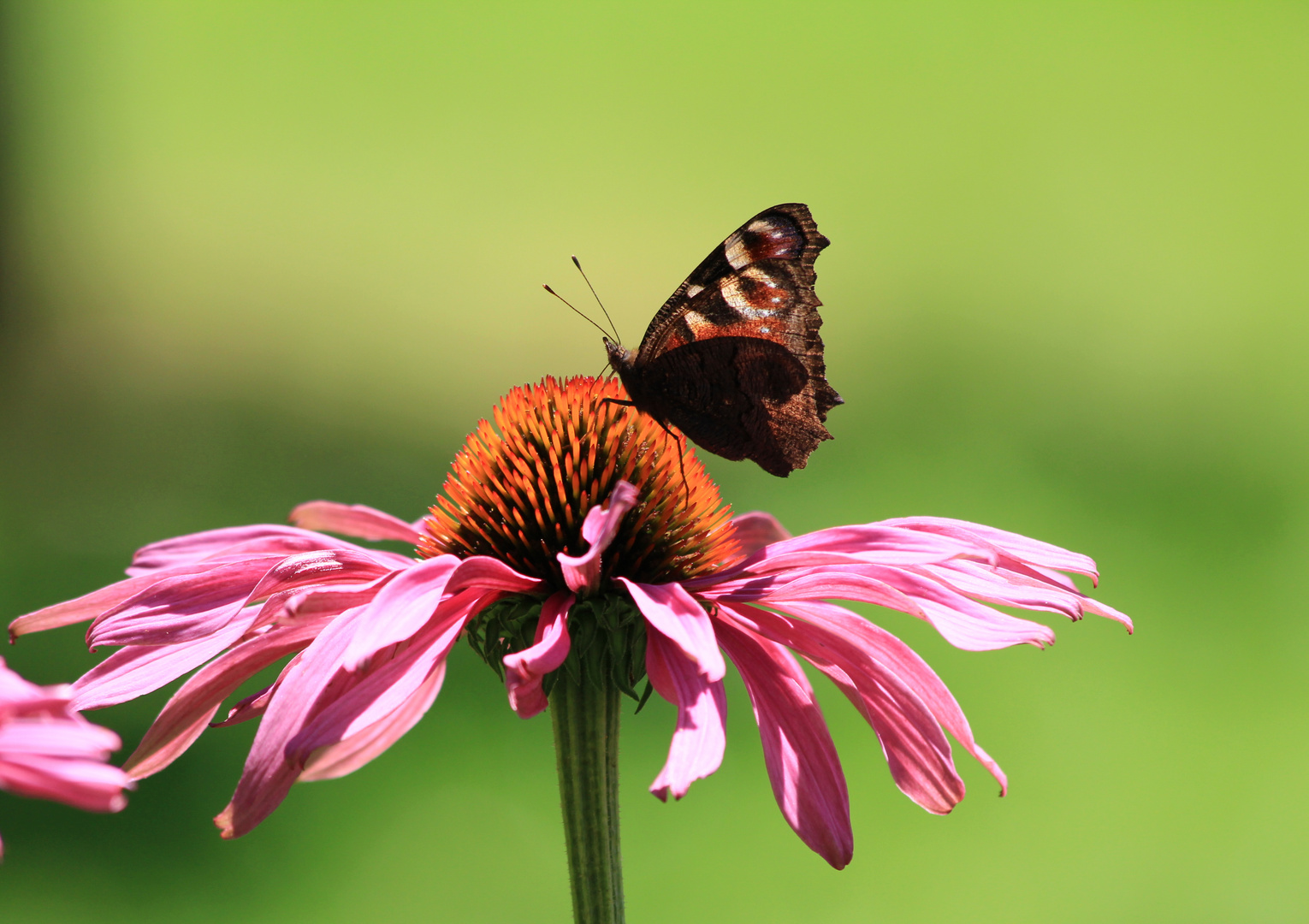 Pfauenauge auf Blüte