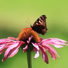 Pfauenauge auf Blüte