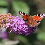 Pfauenauge auf der Blüte ...