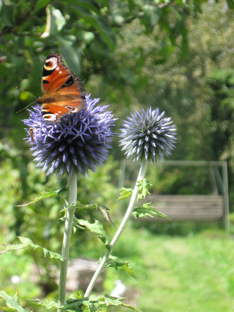 Pfauenauge auf Distelblüte