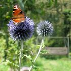 Pfauenauge auf Distelblüte