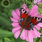 Pfauenauge auf Echinacea