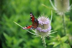 Pfauenauge auf einer Distelblüte