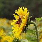 Pfauenauge auf einer Sonnenblume