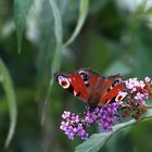 Pfauenauge auf Flieder