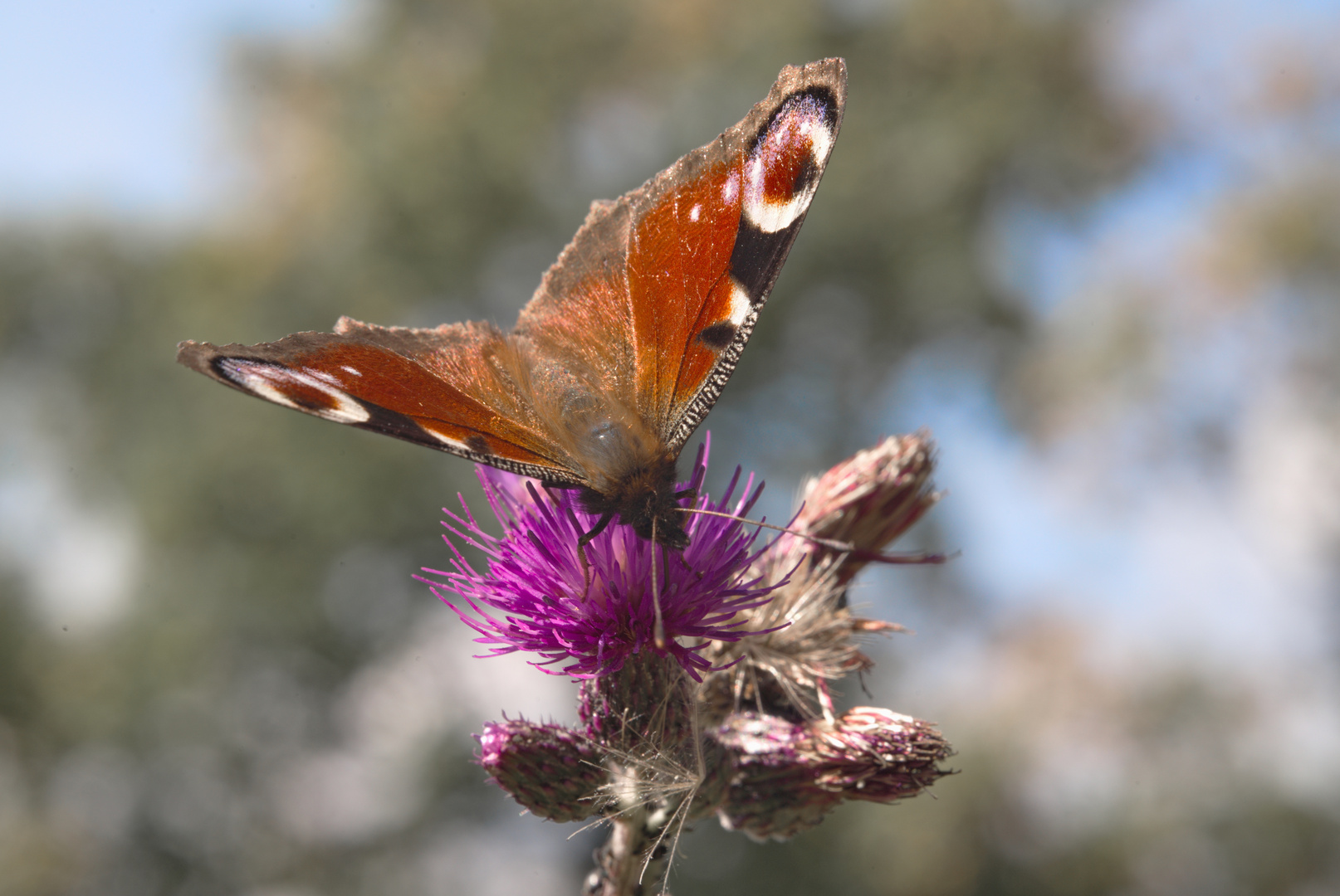 Pfauenauge auf Flockenblume in den Bergen