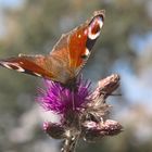 Pfauenauge auf Flockenblume in den Bergen