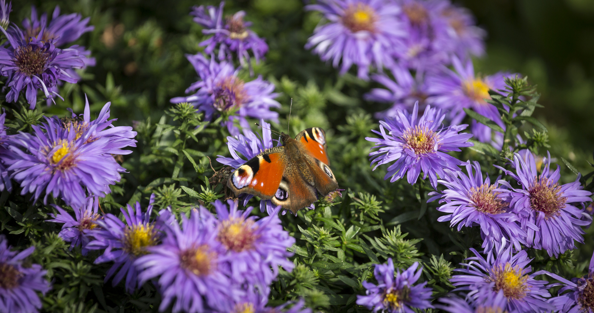 Pfauenauge auf Herbstaster