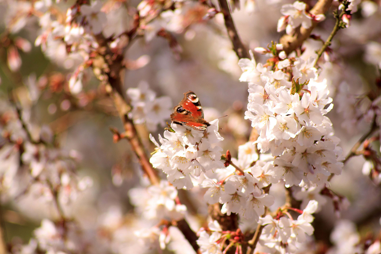 Pfauenauge auf japanischer Kirschblüte