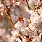 Pfauenauge auf japanischer Kirschblüte