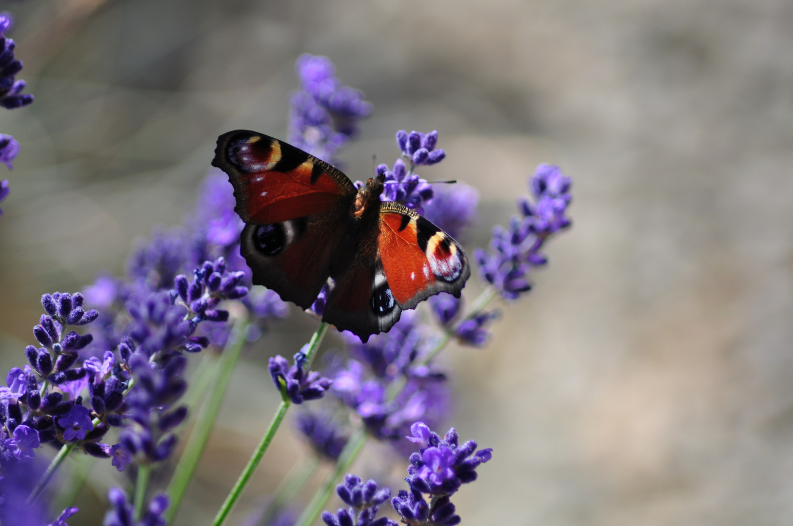 Pfauenauge auf Lavendel