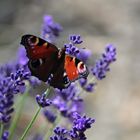 Pfauenauge auf Lavendel