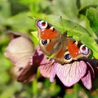 Pfauenauge auf Lenzrose