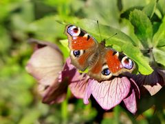 Pfauenauge auf Lenzrose