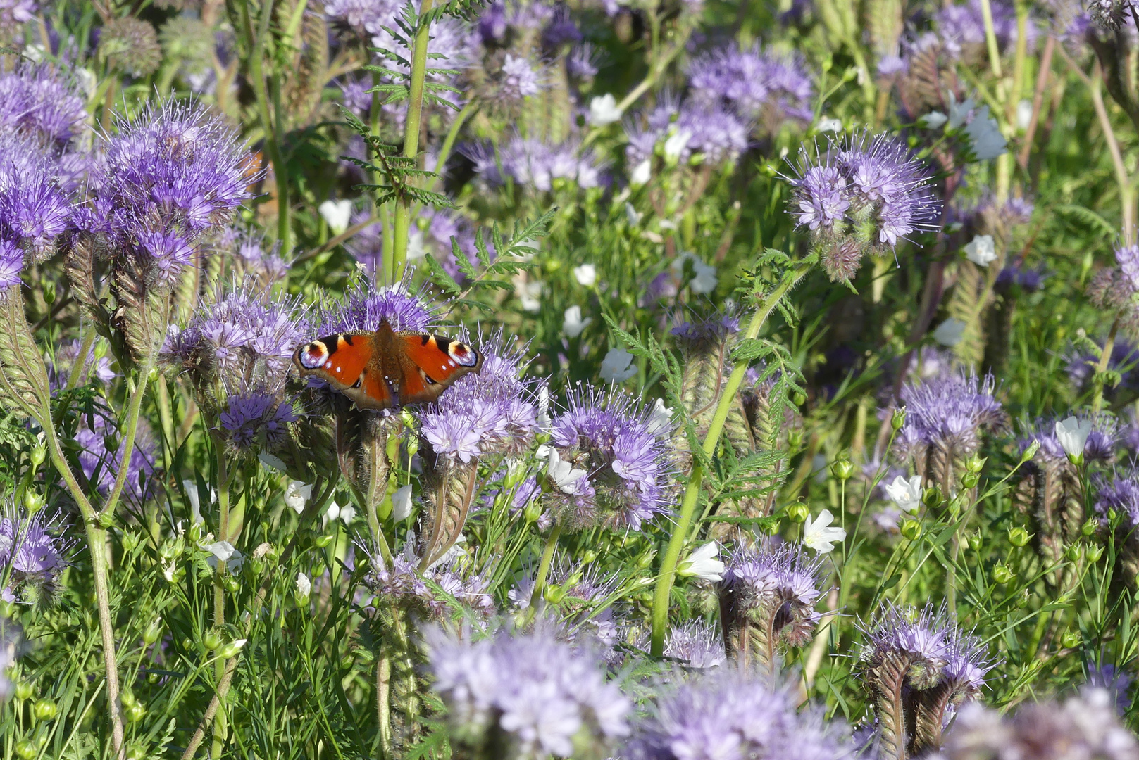 Pfauenauge auf Phacelia