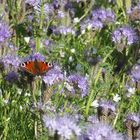 Pfauenauge auf Phacelia