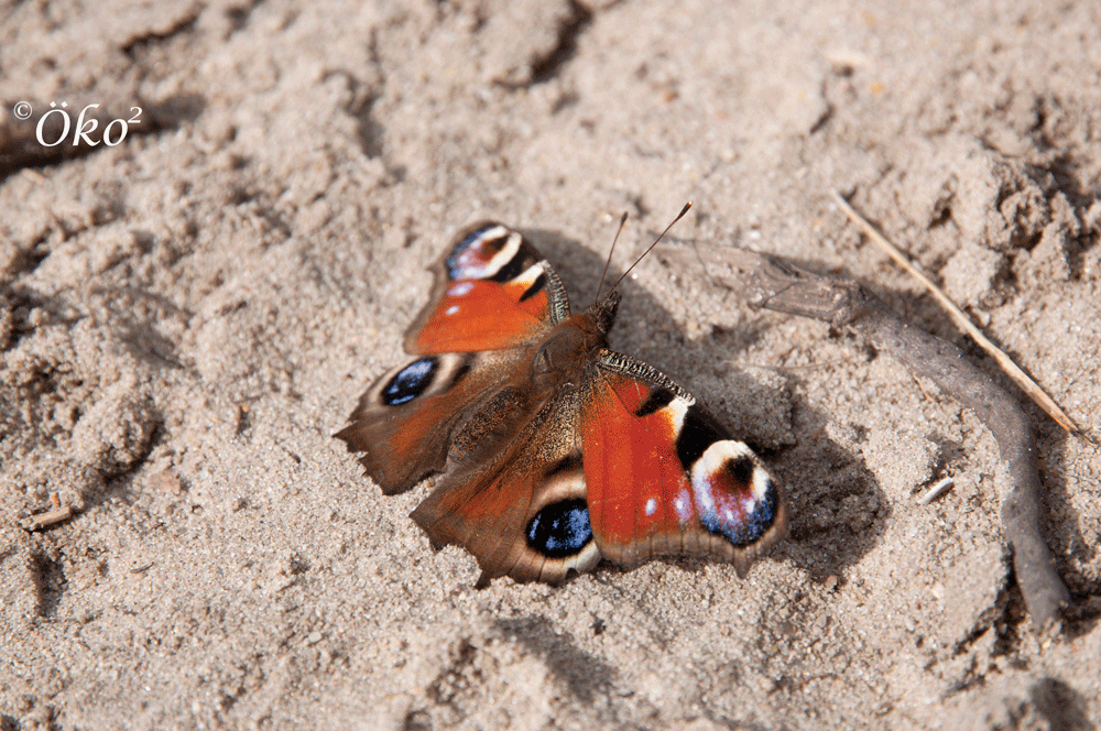 Pfauenauge auf Sand