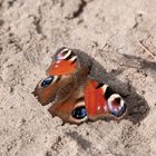 Pfauenauge auf Sand