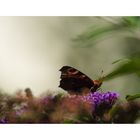 Pfauenauge auf Schmetterlingsflieder an Butterweichbokehh