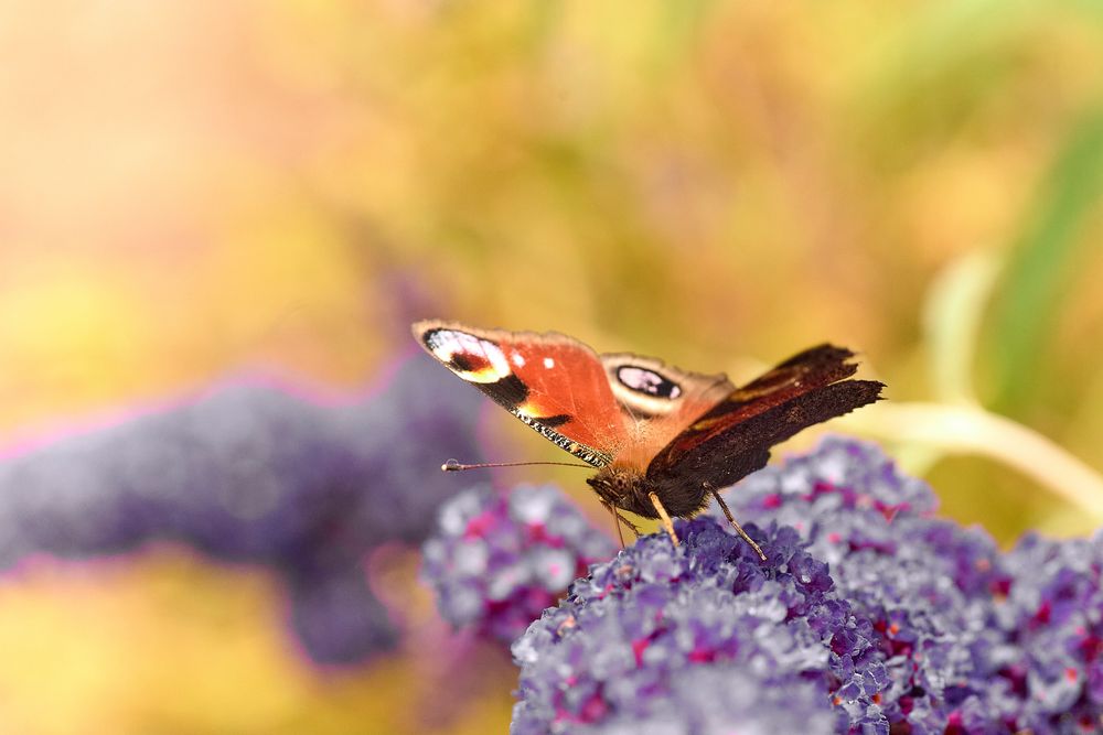 Pfauenauge auf Sommerflieder