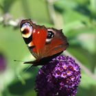 Pfauenauge auf Sommerflieder 2.0