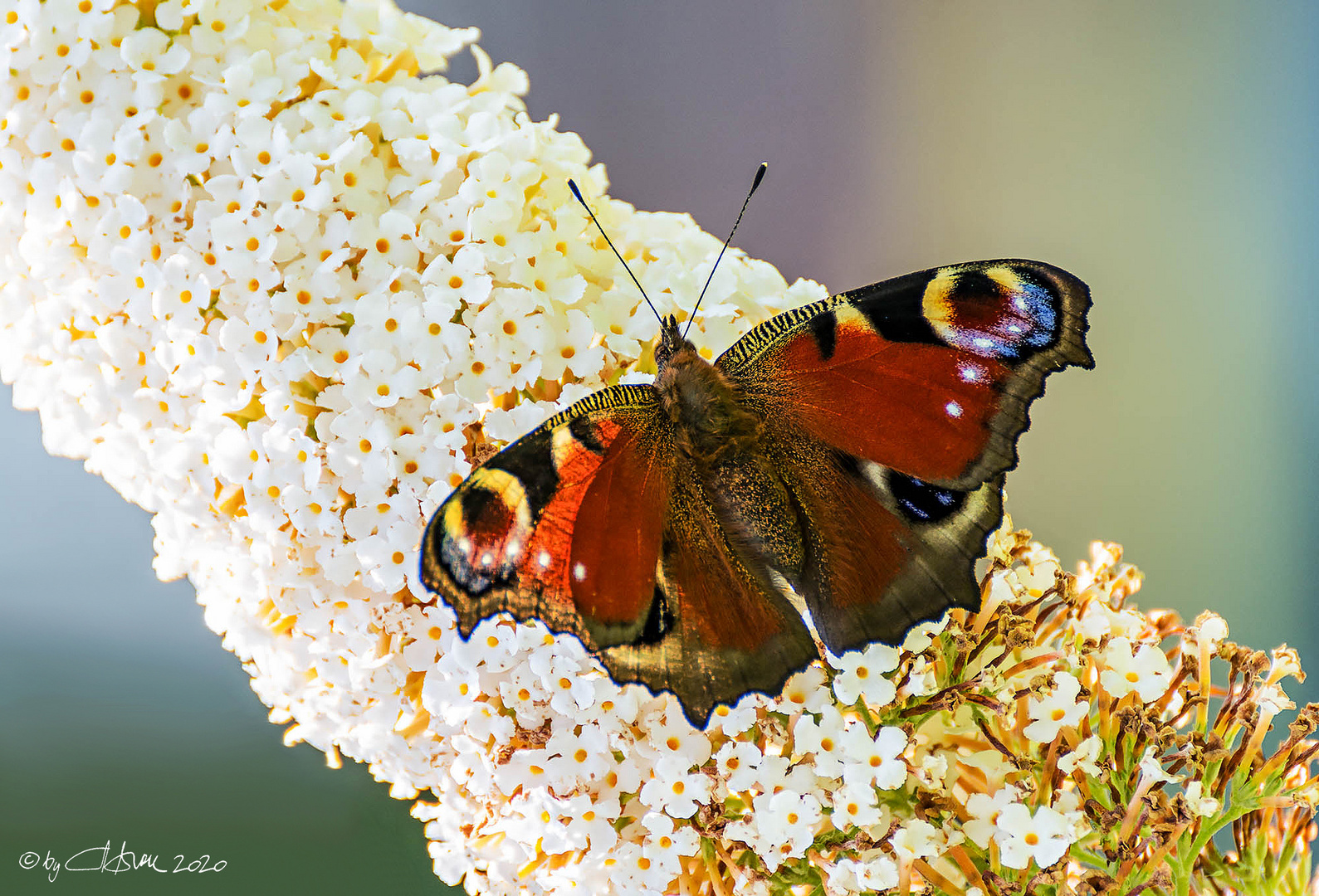 Pfauenauge auf Sommerflieder