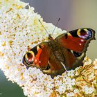 Pfauenauge auf Sommerflieder