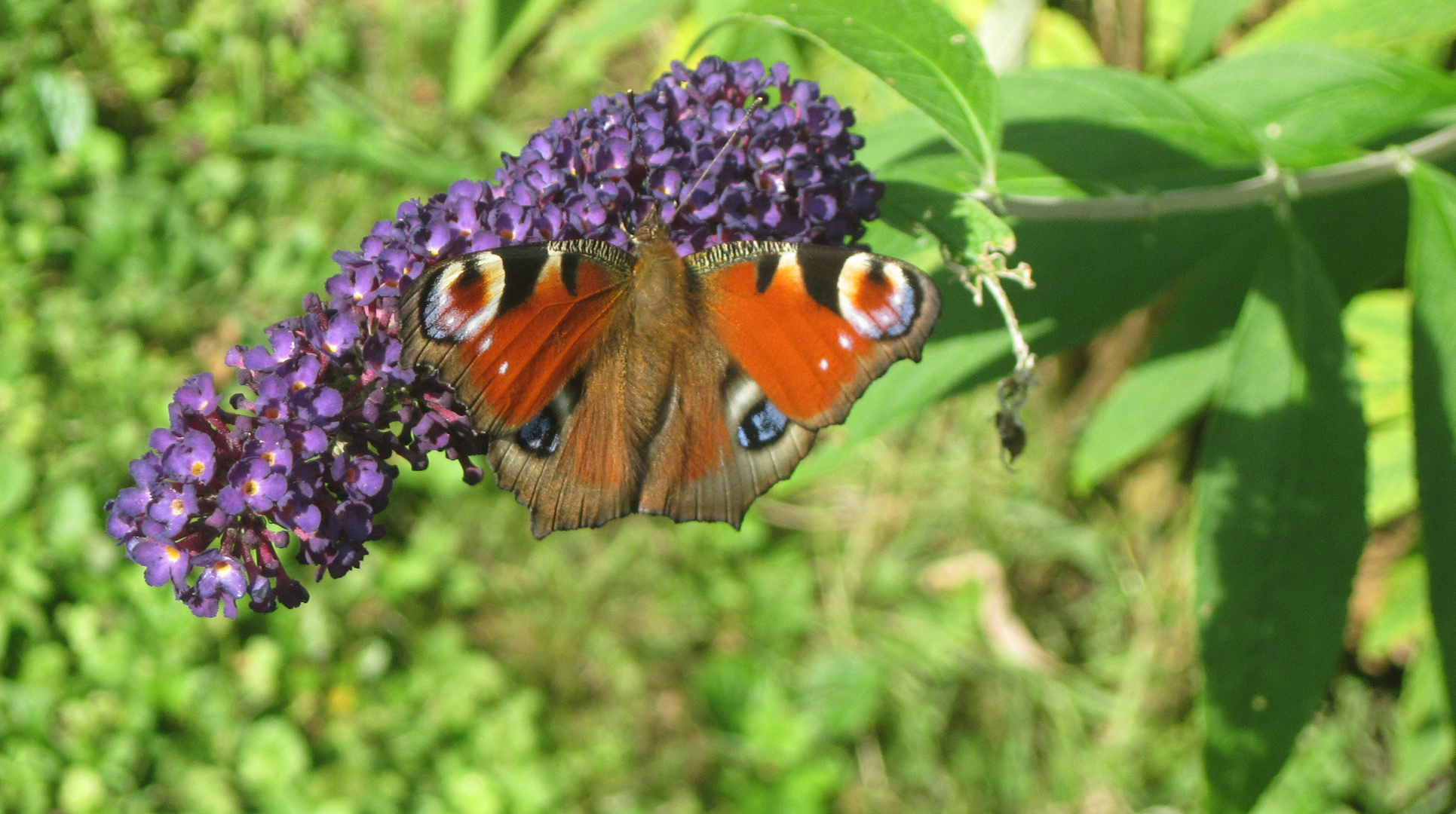 Pfauenauge auf Sommerflieder